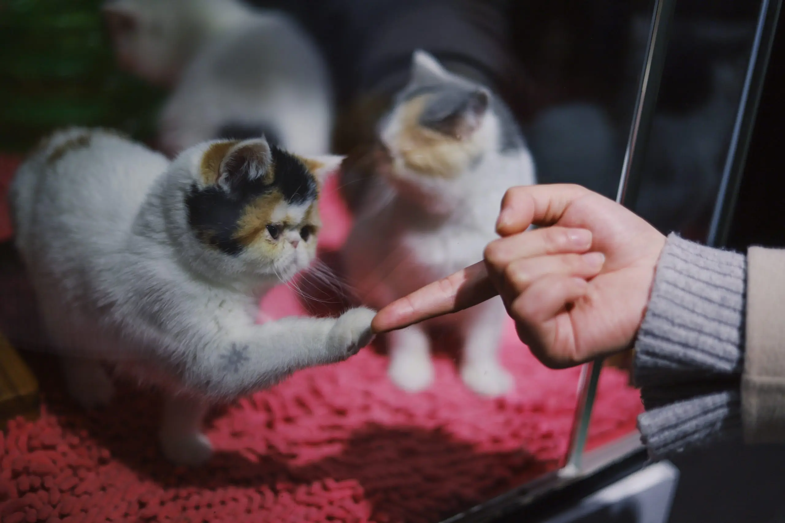 Two cats playing with person's hand.