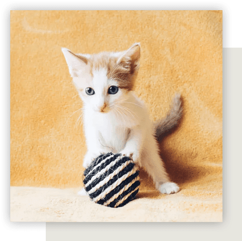 Small white kitten playing with rope ball.