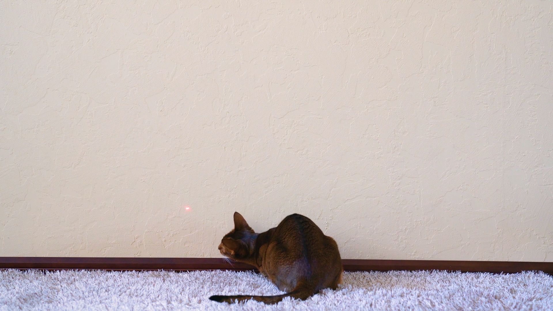 Brown cat chasing laser pointer