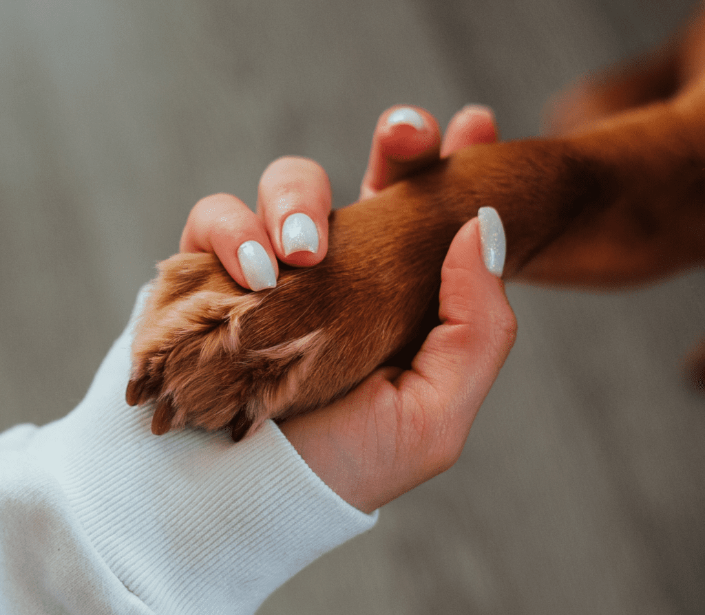 Brown paw of a dog held by a woman's hand with white nails