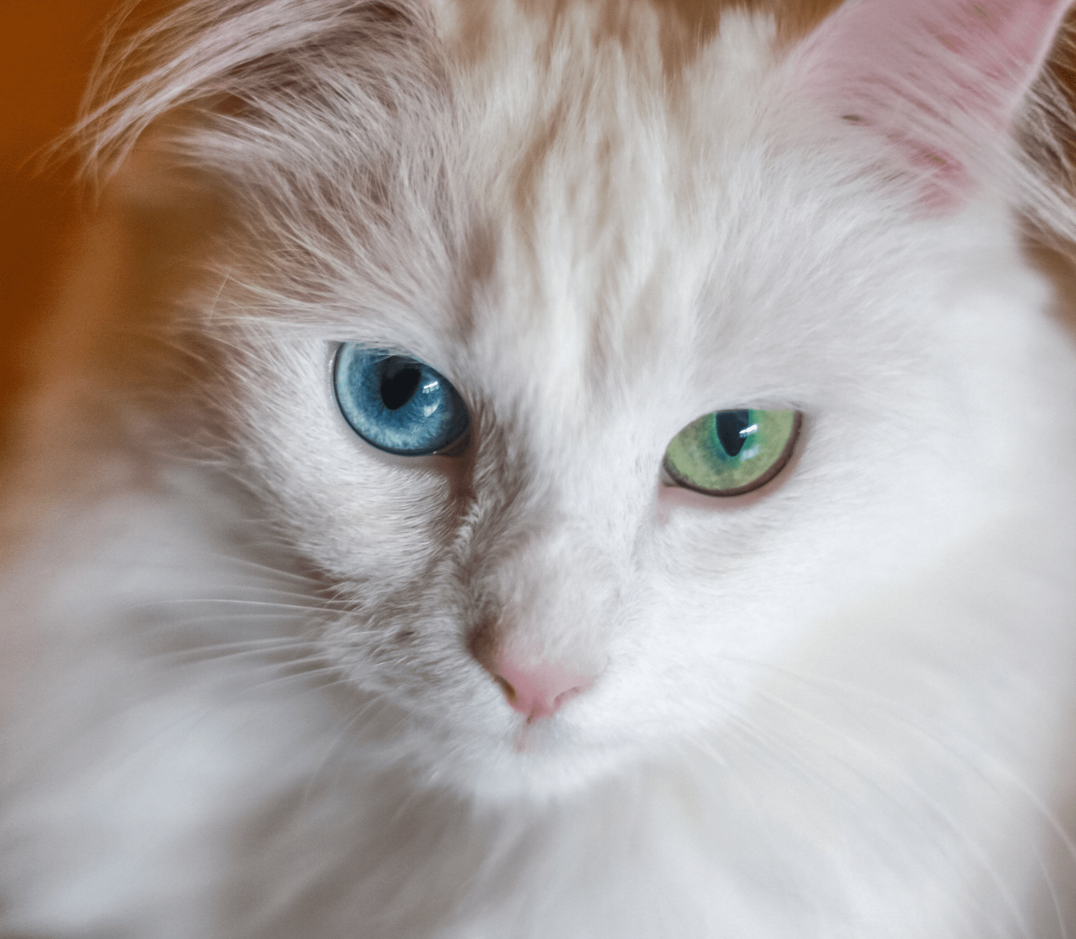 Close-up face of a cat with blue and green eyes