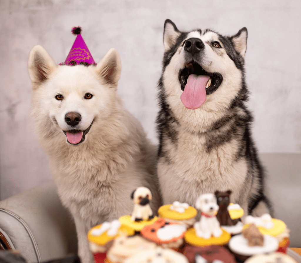 Two adult Huskies with a dog cake