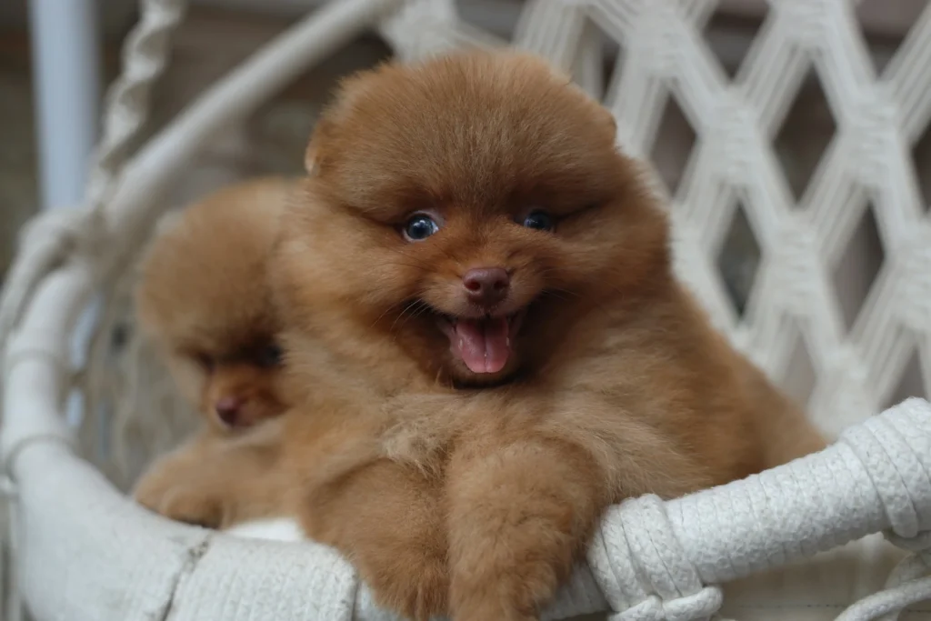A fluffy brown puppy with its mouth open, sitting in a white wicker chair.