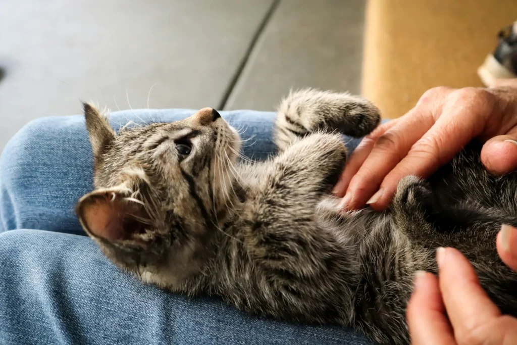 A gray tabby kitten lying on a person’s lap while being gently petted.