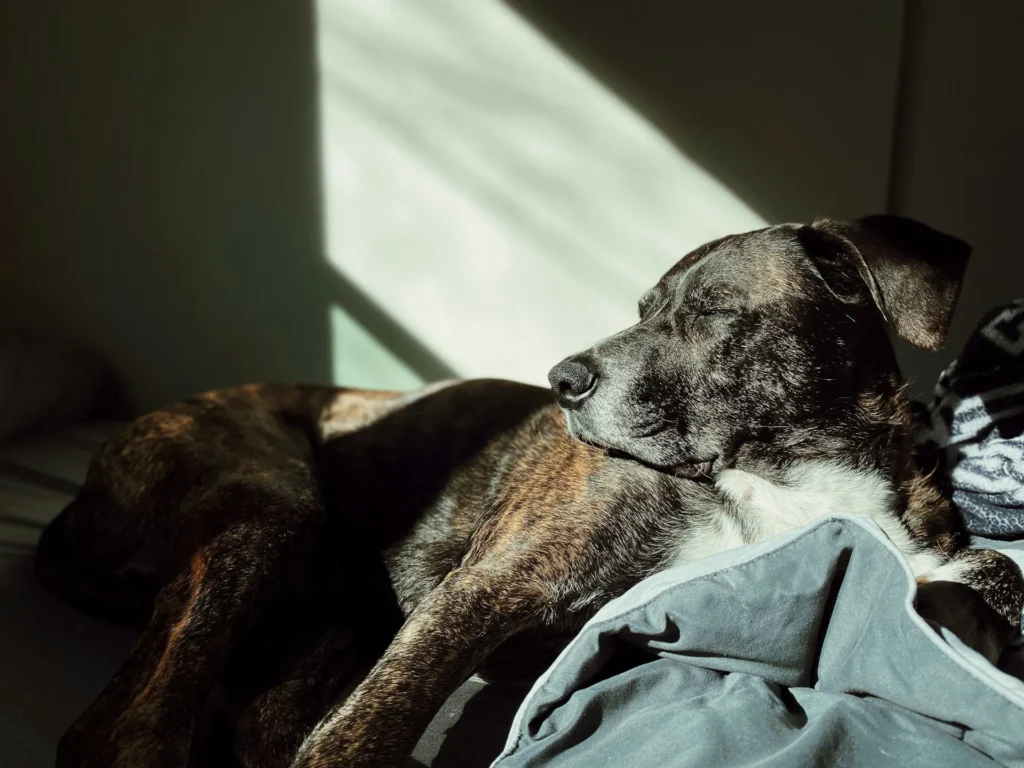 A dog sleeping in a patch of sunlight on a bed.