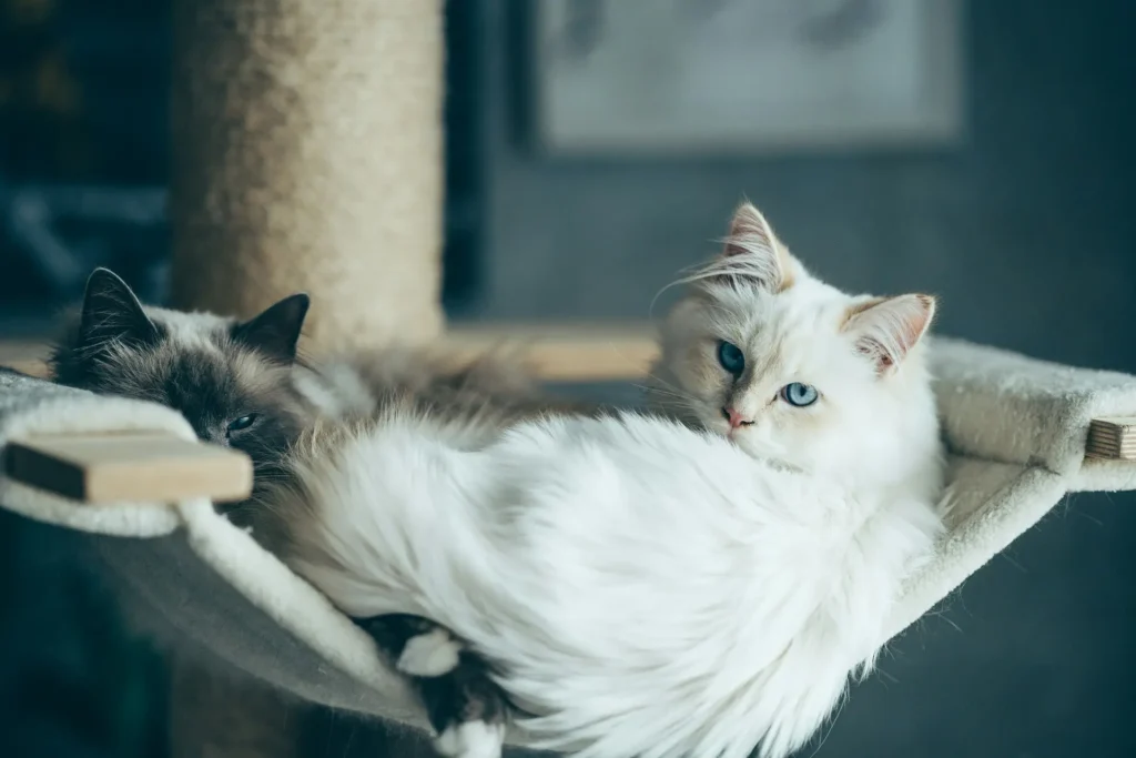 Two fluffy cats resting together in a cat tree hammock.