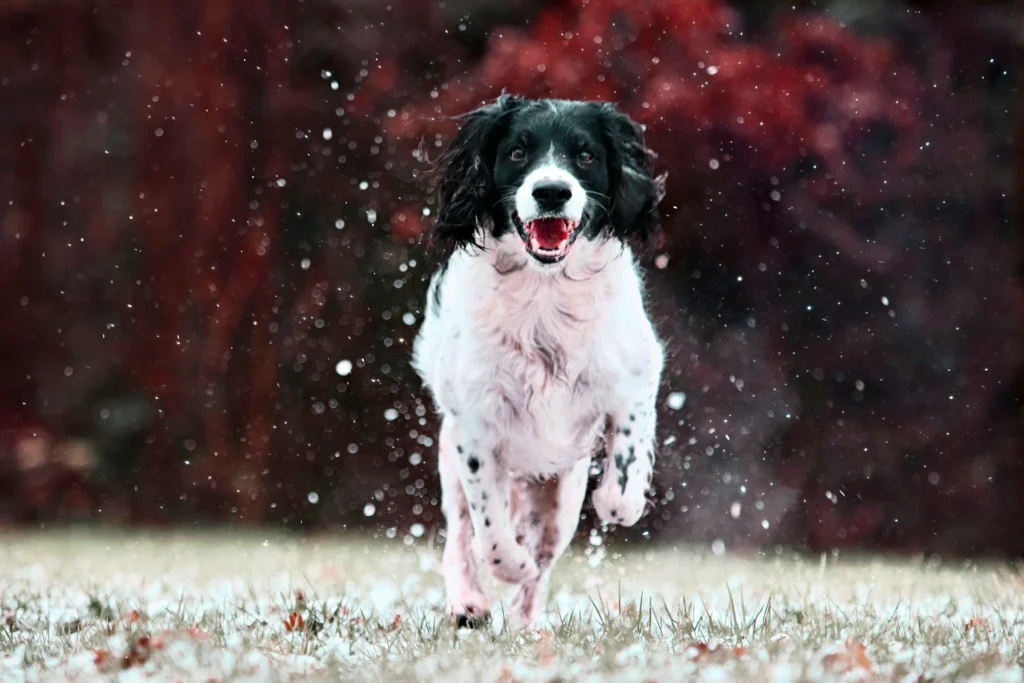 A black-and-white dog running toward the camera through falling snow.