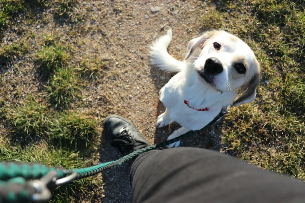 A small white dog on a leash looking up at its owner on a path.